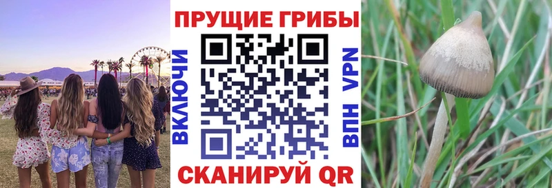 Псилоцибиновые грибы Psilocybe  Новоуральск 
